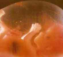 Fetalni razvoj po nedeljama trudnoće
